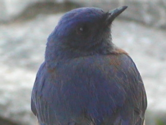 mountain bluebird