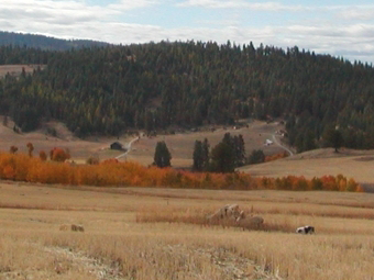 View of combine during wheat harvest